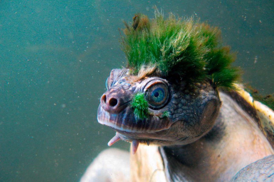 Chris van Wyk /AFP/TT | Australiens Mary River-sköldpadda (Elusor marcrurus), den punkiga sköldpaddan med sitt karaktäristiska gröna alghår, hotas av utrotning, varnar Zoological Society of London.