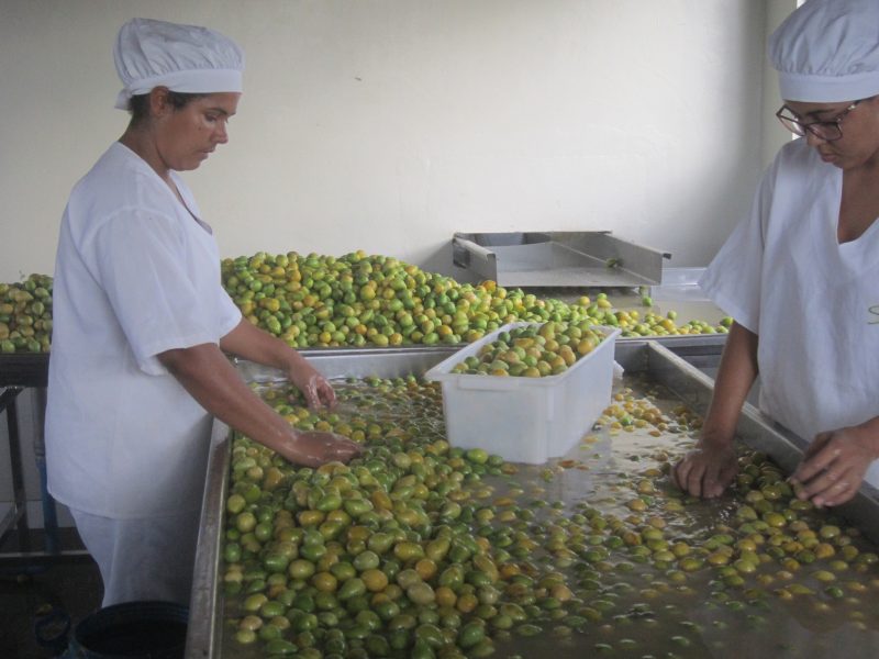 Foto: Mario Osava/IPS  | Tvättning av umbús-cajás-frukter i den lilla fabriken som ligger i den nordöstra delstaten Bahia och där alla i personalen är kvinnor.