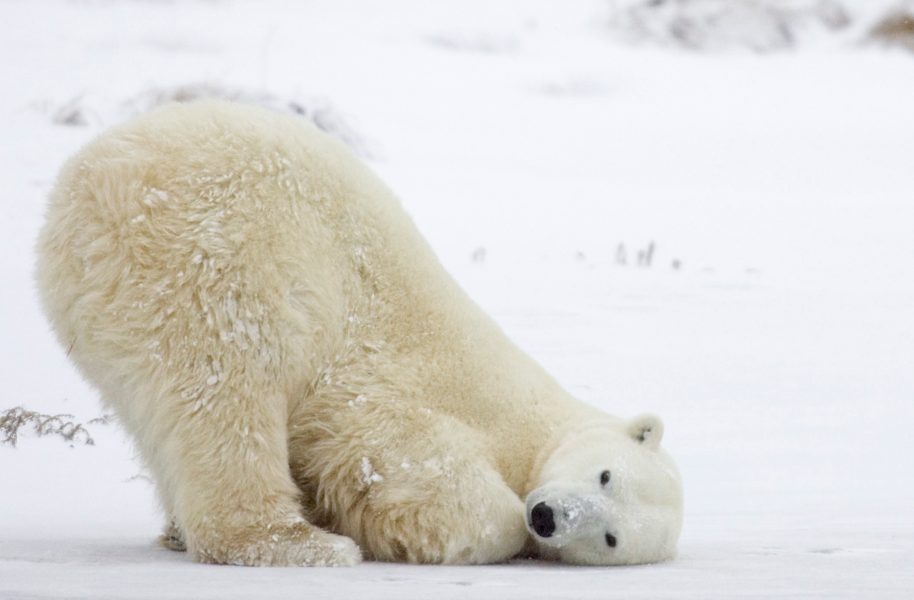 Jonathan Hayward/AP Photo/TT | Slumrande isbjörn vid Manitoba, Kanada.