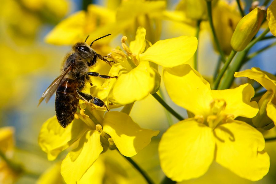 Gyorgy Varga/TTDen 20 maj firas binas betydelse för mångfalden i naturen i hela världen.