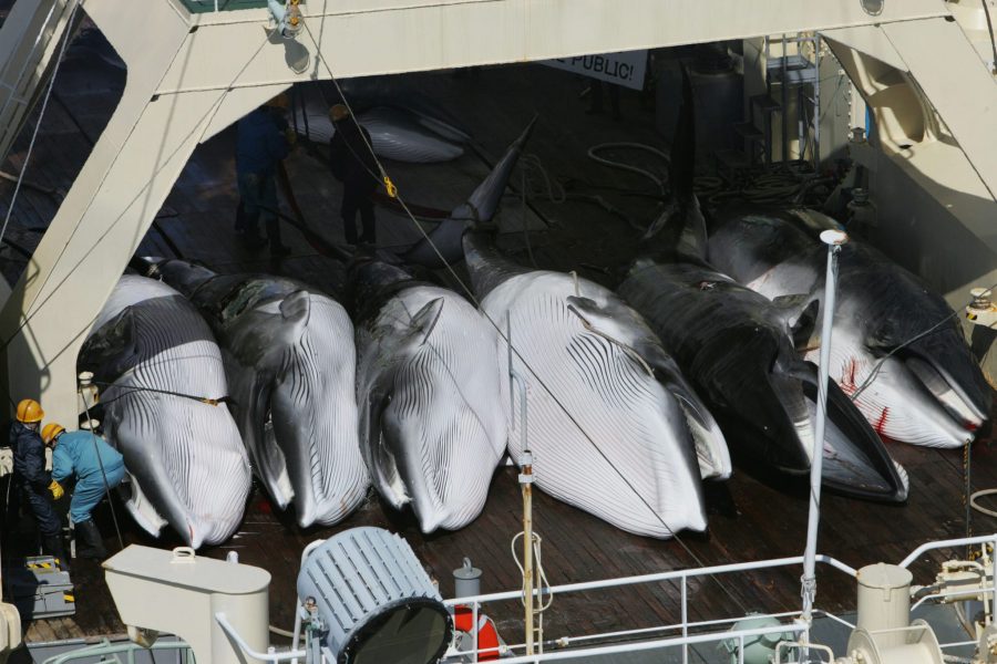 Jeremy Sutton-Hibbert / Greenpeace / TT | Bilder på ett japanskt fartyg som jagade vikval i Southern Ocean Whale Sanctuary mellan Antarktis och Tasmanien 2005, tagna från Greenpeaces fartyg.