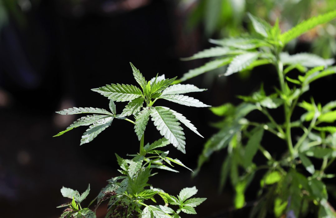En omdiskuterad planta.