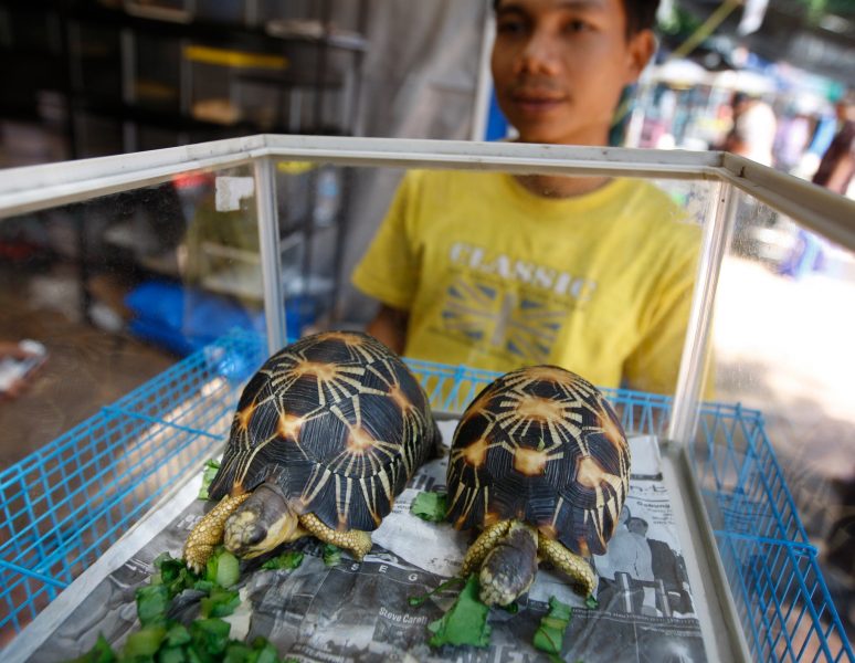 Dita Alangkara AP/TT | Myndigheter på Madagaskar hittade i mitten av april 11 000 sköldpaddor i ett hus.