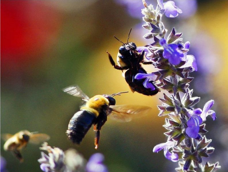 TT | En tredjedel av de 270 olika vilda biarter som ﬁnns i Sverige är rödlistade.