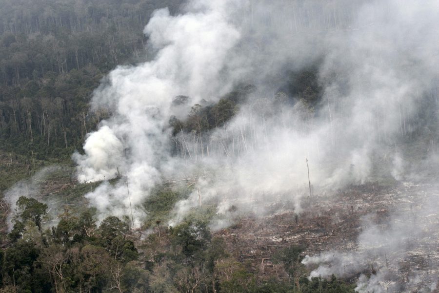 Regnskog på Sumatra i Indonesien som har satts i brand för att bereda plats åt palmoljeplantager.