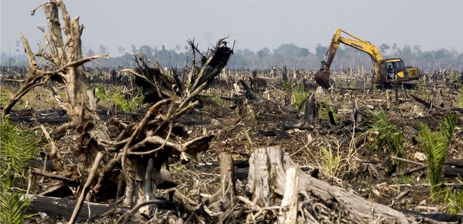 Ardiles Rante/Greenpeace/TT | Skogsavverkning på Sumatra i Indonesien för att bereda plats för nya palmoljeplantager.