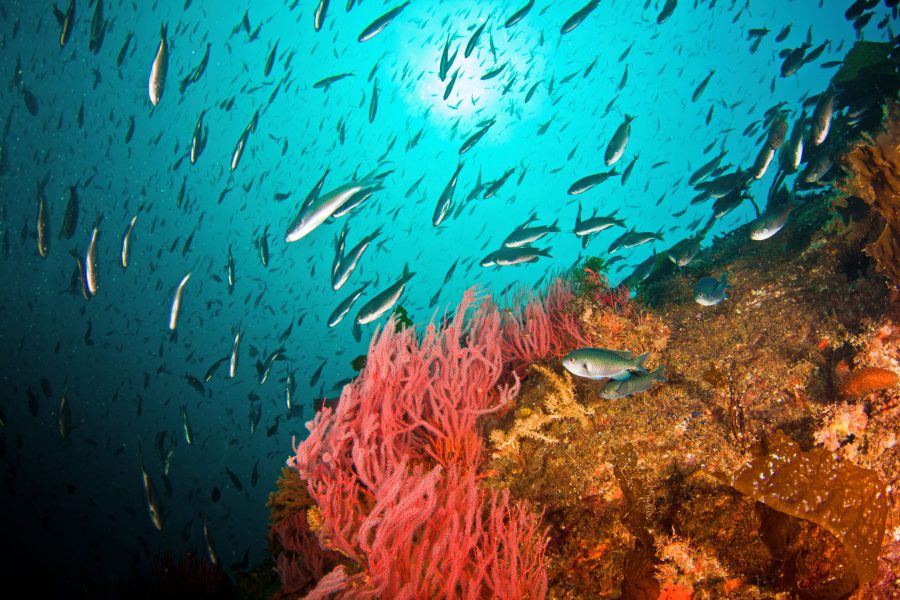 Adam Obaza/TT | Det långsträckta korallrevet utanför Belize hyser hundratals fiskarter, bland annat vingrockor.
