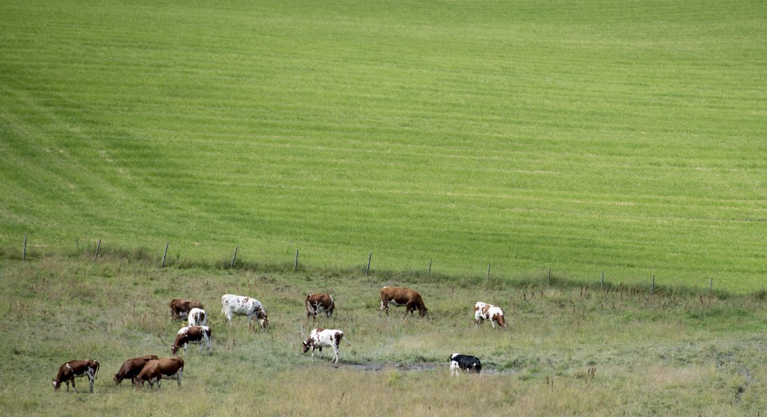 Nesvold, Jon Olav | Produktionen av kött har minst sex gånger större klimatpåverkan och tar upp 36 gånger mer jordbruksmark, än växter och grönt.