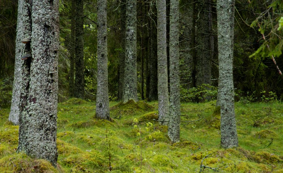 Hasse Holmberg/TT | Direktiven för statliga skogsjätten Sveaskog bör ändras för att tydliggöra att områden med höga naturvärden inte får avverkas, anser en majoritet av riksdagspartierna enligt en enkät från Världsnaturfonden.