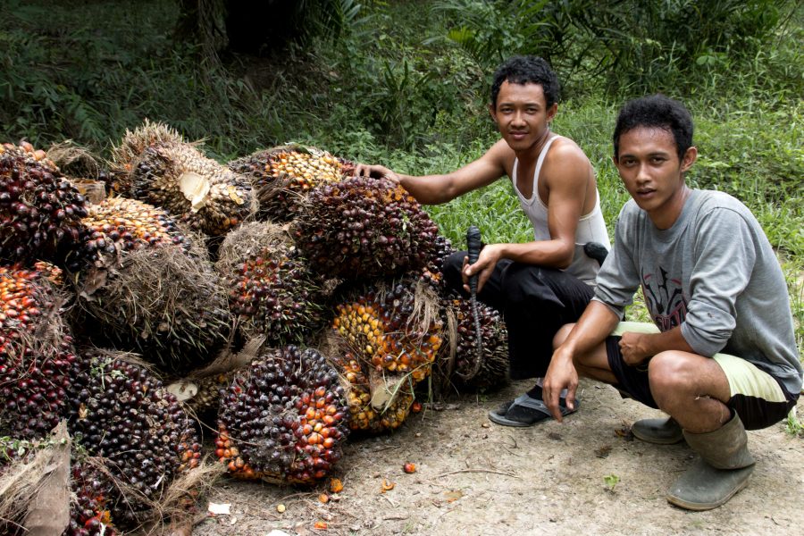 Lucy McHugh/CIFOR/flickr | Skörd från palm som ska bli palmolja, Indonesien.