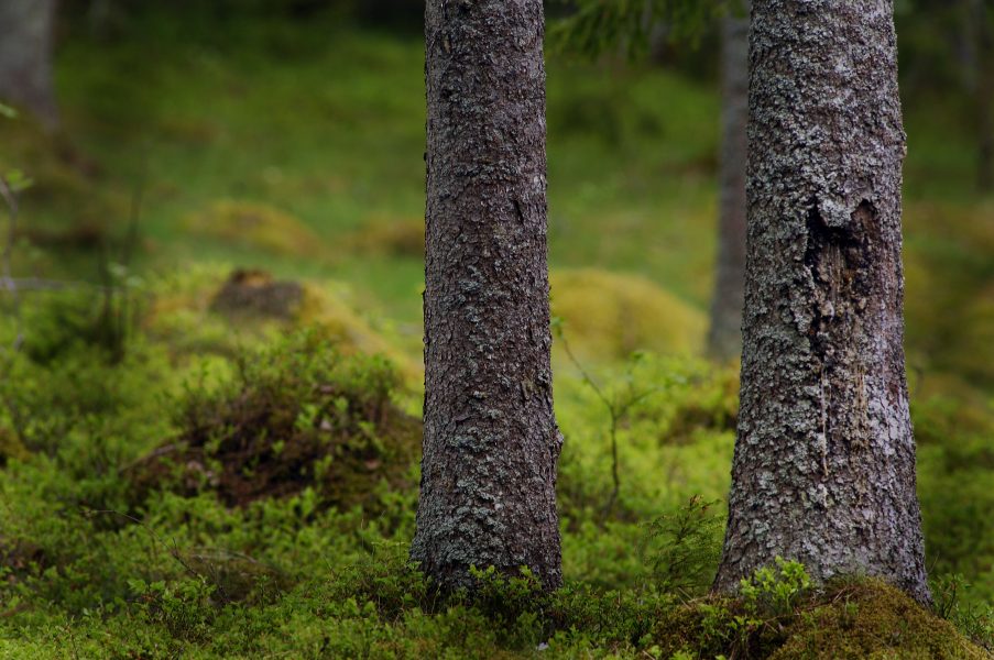 Hasse Holmberg/TT | Direktiven för statliga skogsjätten Sveaskog bör ändras för att tydliggöra att områden med höga naturvärden inte får avverkas, anser en majoritet av riksdagspartierna enligt en enkät från Världsnaturfonden.