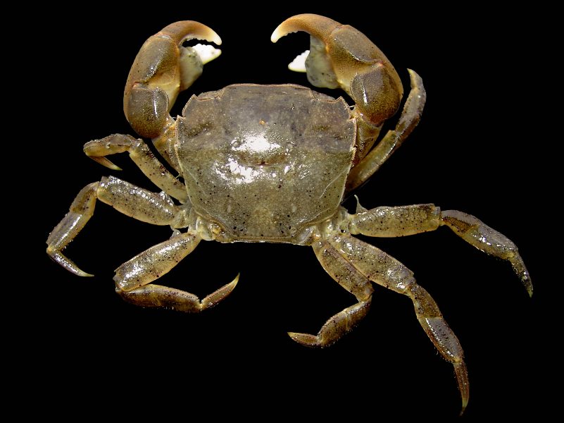 Hans Hillewaert/Wikimedia commons | Upptäckter av asiatiska krabbarter på västkusten oroar forskarna.