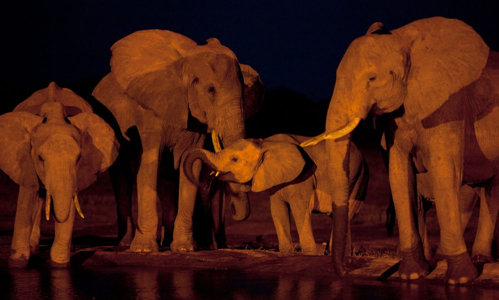Ben Curtis | Elefanter utbyter information med mullrande läten.