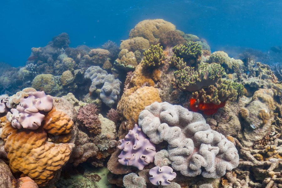 TT | Korallreven är havets mest komplexa ekosystem och beroende av en miljö i balans.