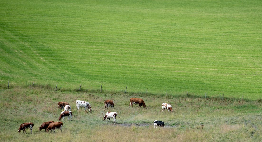 Foto: Jon Olav Nesvold/TT | Produktionen av kött har minst sex gånger större klimatpåverkan och tar upp 36 gånger mer jordbruksmark, än växter och grönt.