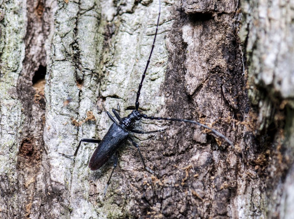Försök till att återetablera skalbaggsarten den större ekbocken ska göras i Björnö naturreservat norr om Kalmar.