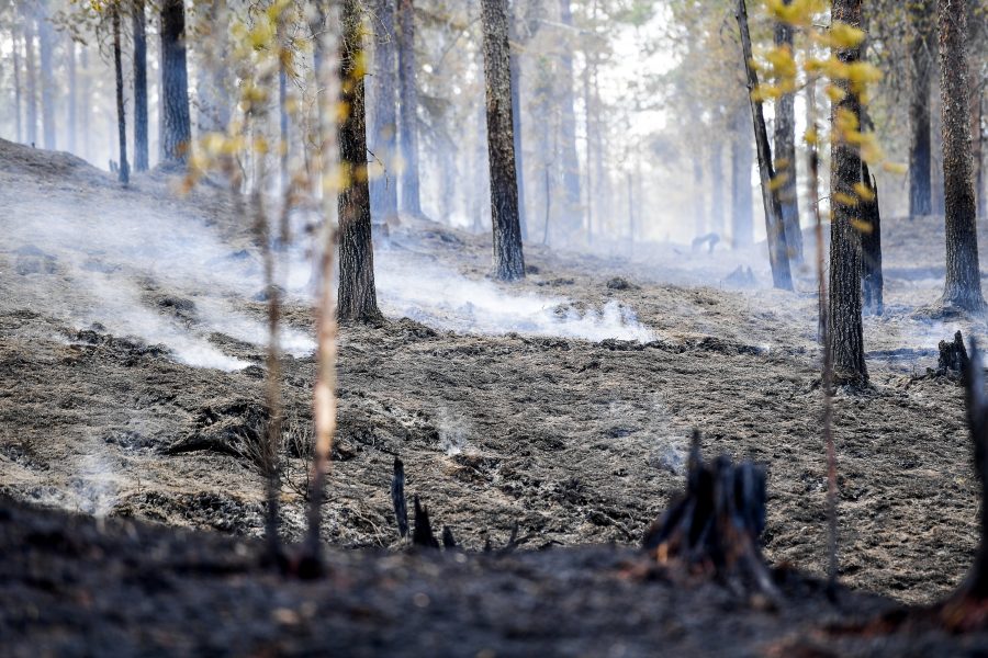 Maja Suslin/TT | Enligt klimatexperten Martin Hedberg är de pågående skogsbränderna i Sverige – här vid Trängslet i Älvdalens kommun – en följd av klimatförändringarna.