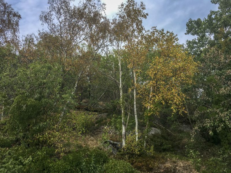 Jonas Dagson/TT | Den ihållande värmen har gjort att löven redan nu börjat gulna på björk och lind runt om i landet.