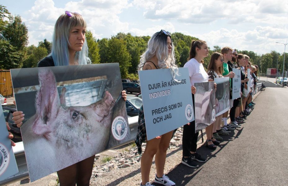 Borås Animal Save | Djurrättsaktivister utanför Dalsjöfors slakteri i fredags.