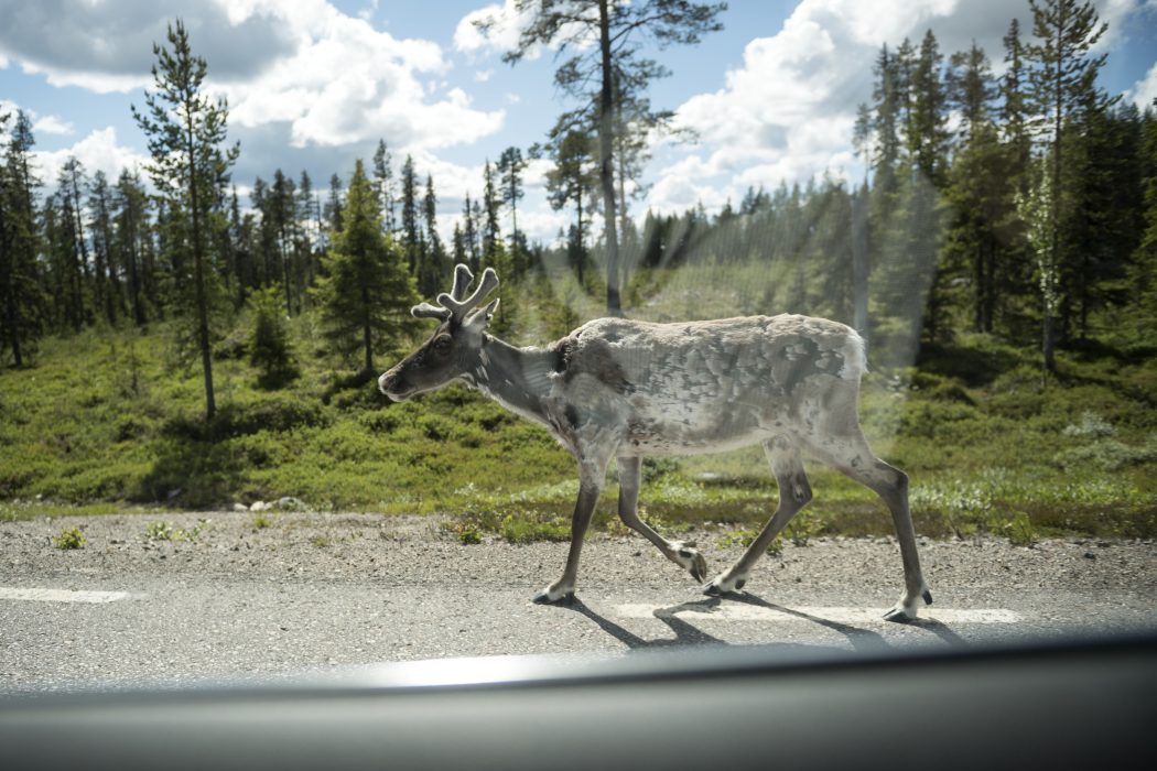 Vilhelm Stokstad/TT | Svårt att hitta föda för många renar.