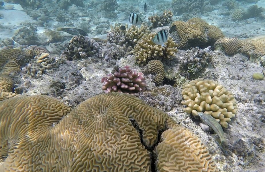 En studie från brittiska forskare visar att korallreven kan räddas på ett oväntat sätt.