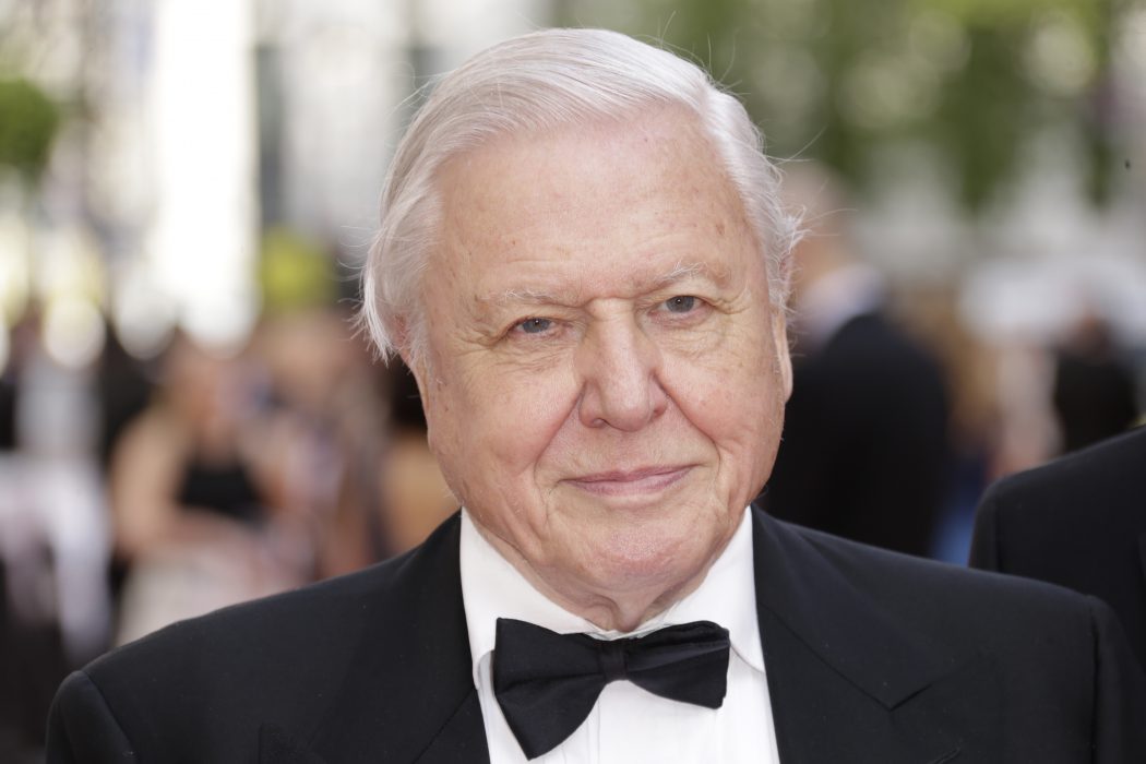 Joel Ryan/Invision/AP | Naturfilmaren David Attenborough kommer till Göteborg i september för att ta emot organisationen The perfect world foundations hederspris.