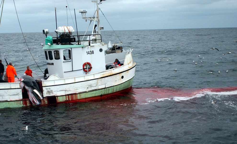 Adam Butler/AP photo/TT | Nu är det slut med Islands kraftigt ifrågasatta jakt på vikval.