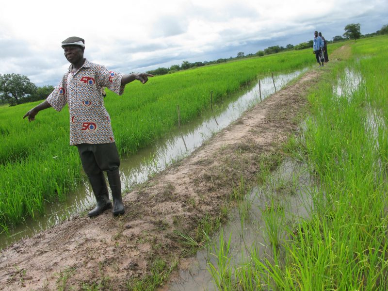 Isaiah Esipisu/IPS | En risodlare i norra Ghana, en region där många åkermarker med tiden blivit obrukbara.