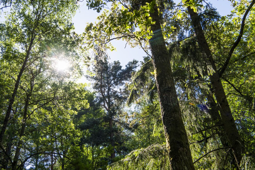 Lars Pehrson/ TT | Ett skogsområde i Stockholms län som bjuder på naturupplevelser och friskvård.