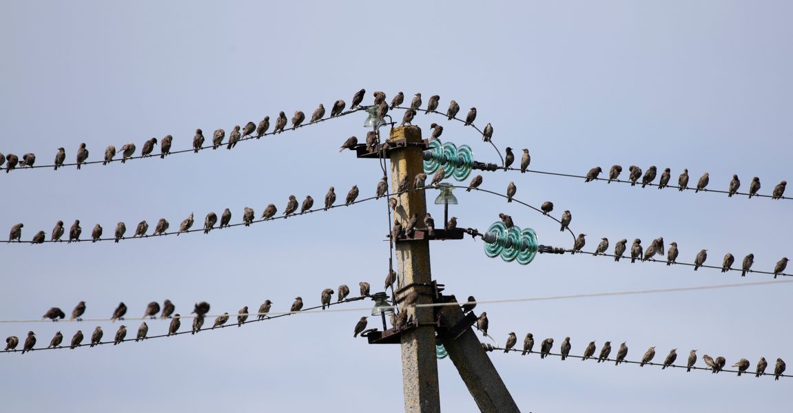 Sergei Grits/AP/TT | En flock starar sitter på kraftledningar.