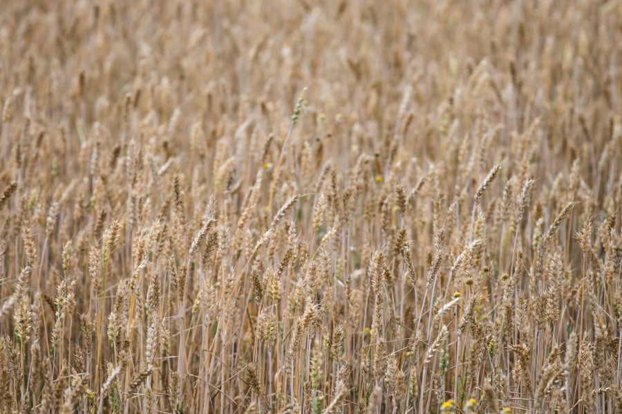 Audun Braastad/NTB | Vid Sveriges lantbruksuniversitet testar man att förädla grödor som ska tåla extrema väderväxlingar, bland annat tittar man på olika vetesorter.