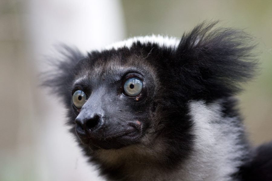 ROLAND JOHANSSON / TT |Indrin är den största av alla lemurer.
