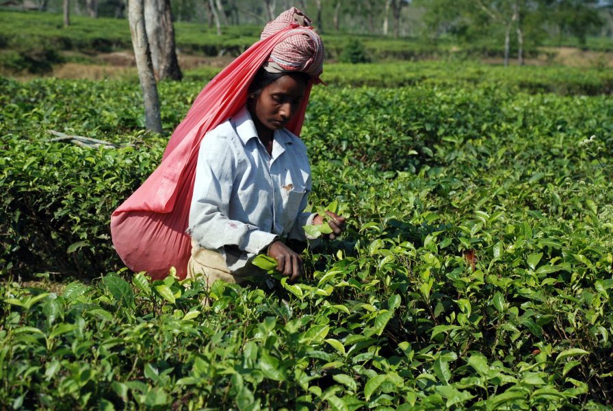 Denis Gray/AP/TT | Dåliga löne- och levnadsförhållanden för teodlare i den indiska delstaten Assam väcker internationell kritik.