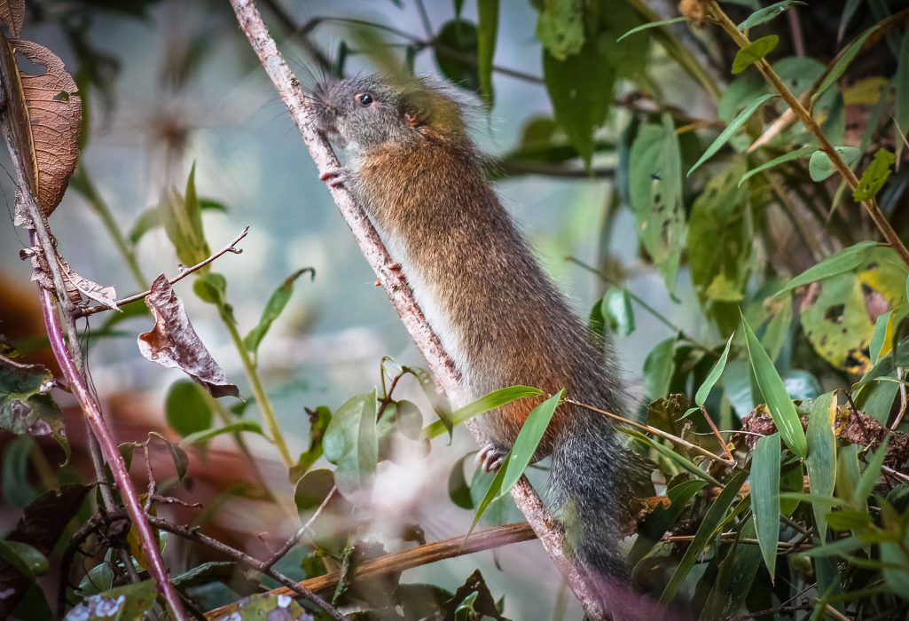 SERNANP/AFP/TT| Bamburåttan syns sällan till och har aldrig fotograferats förr.