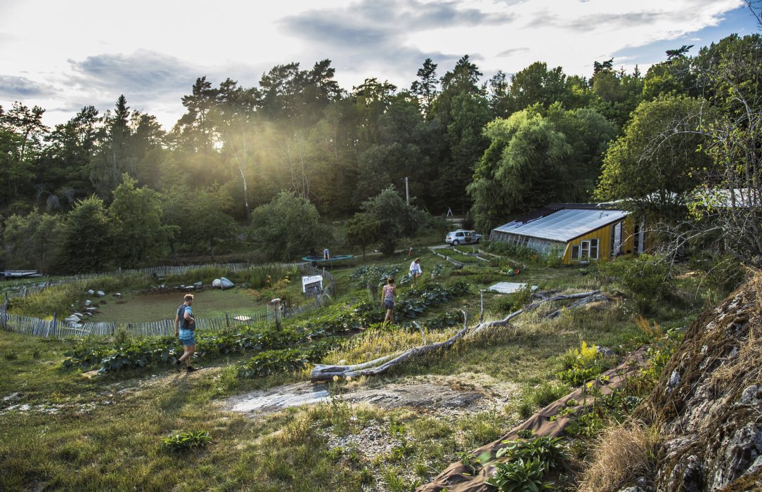 Leonarda Arcidiacono | Odlingskooperativet Under tallarna i Järna regenererar jordmån, binder kol och skapar ett frodigt livsrum för den biologiska mångfalden.