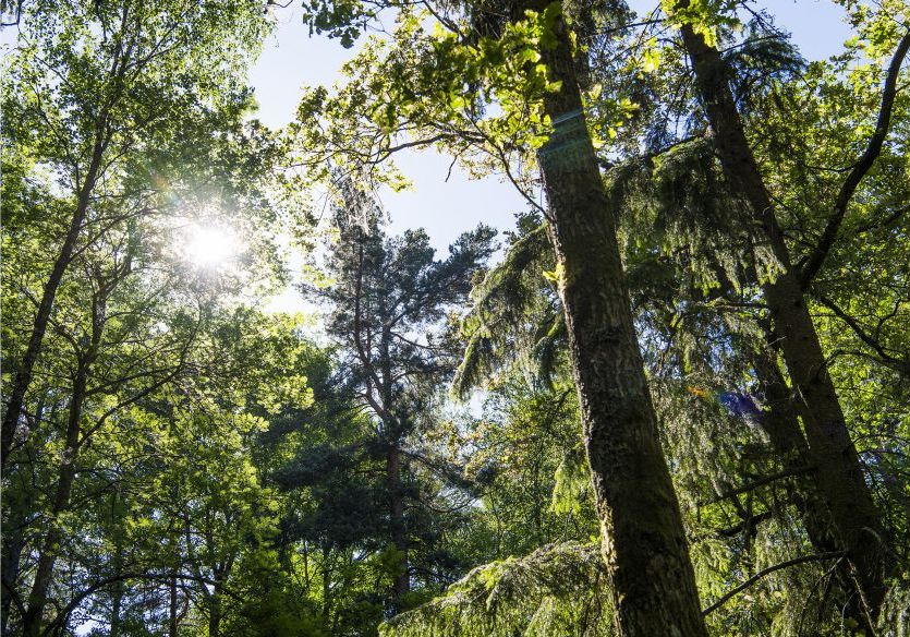  Lars Pehrsonn/TT | Hur skyddsvärd skog ska värnas är en miljöpolitisk stridsfråga.