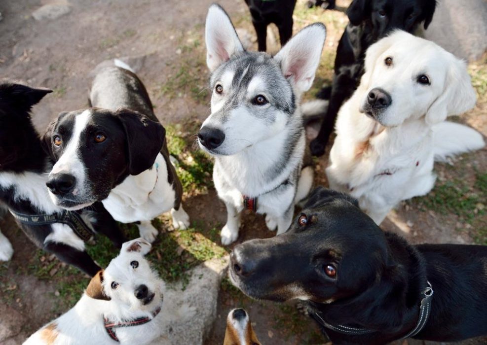 Ja till riksdagen – men inte utan min hund.