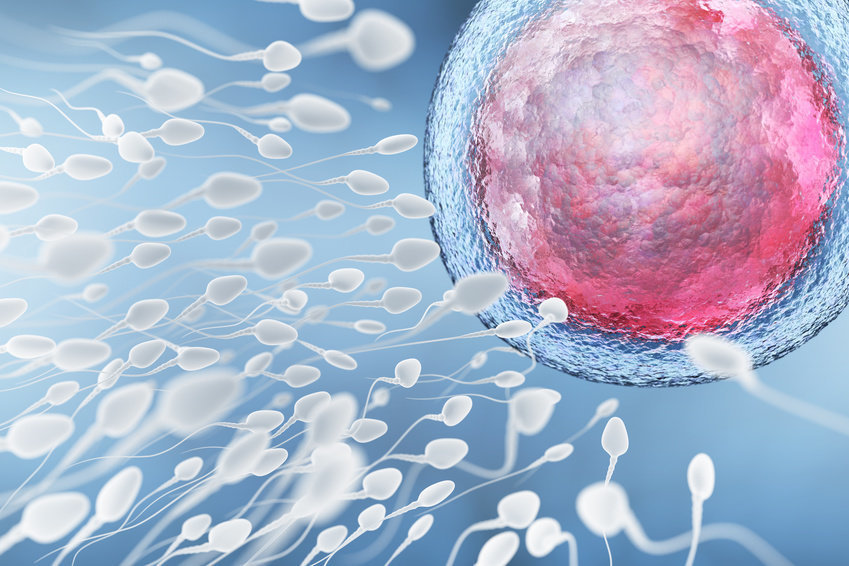 I en enda sädesavgång kan det finnas hundratals miljoner spermier.
