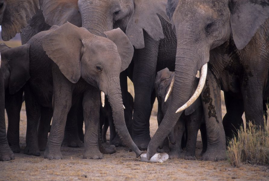 En grupp elefanter undersöker ett ben från en död artfrände.