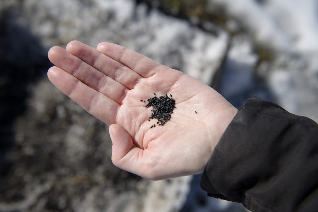 Jessica Gow/TT | För vintersådd måste frön och växter som tål frost användas, som sallad, morötter och spenat.
