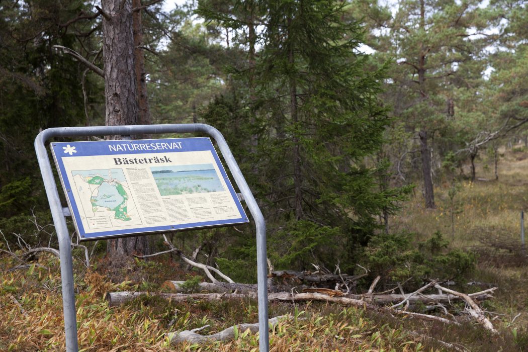 Stig Hammerstedt/TT | Mark- och miljööverdomstolen upphäver bolagen Nordkalks och SMA Minerals rätt till stenbrytning i Ojnareskogen på norra Gotland.