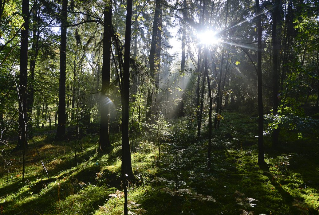Anders Wiklund/TT | För att få ut fler barn i naturen krävs tillgänglighet, i form av kollektivtrafik, kunskap och att naturområden bevaras och beaktas vid nybyggnation, anser Jenny Engström på Svenska Turistföreningen.
