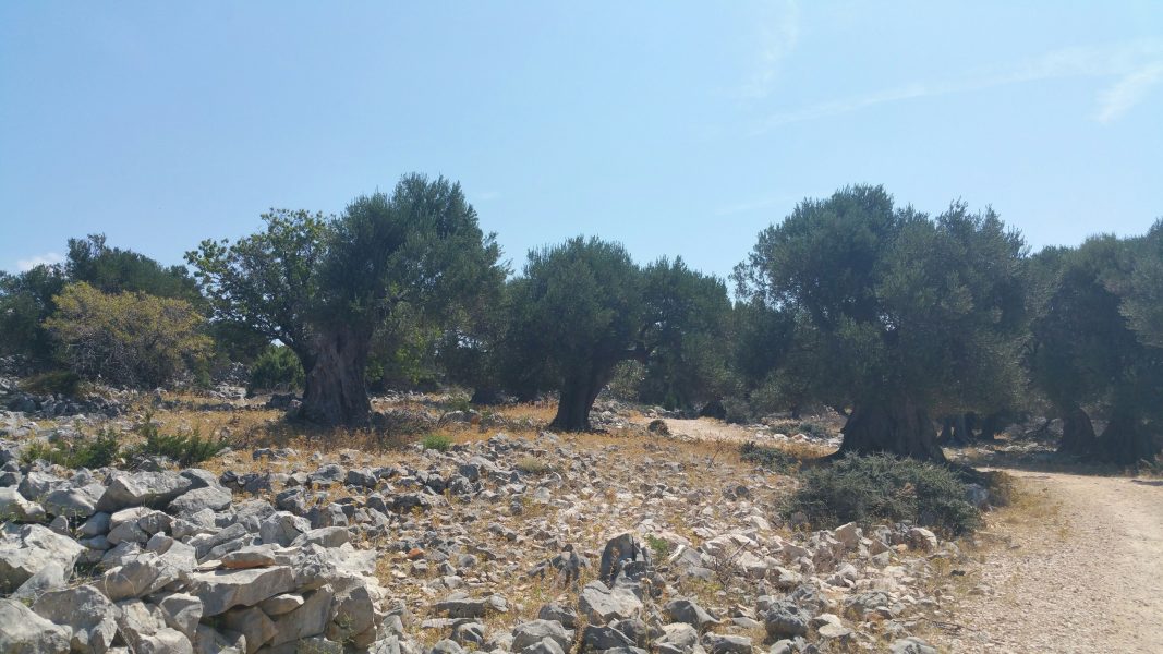 Olivträd i norra Kroatien, ett land varifrån Västra Nilen-viruset har rapporterats.