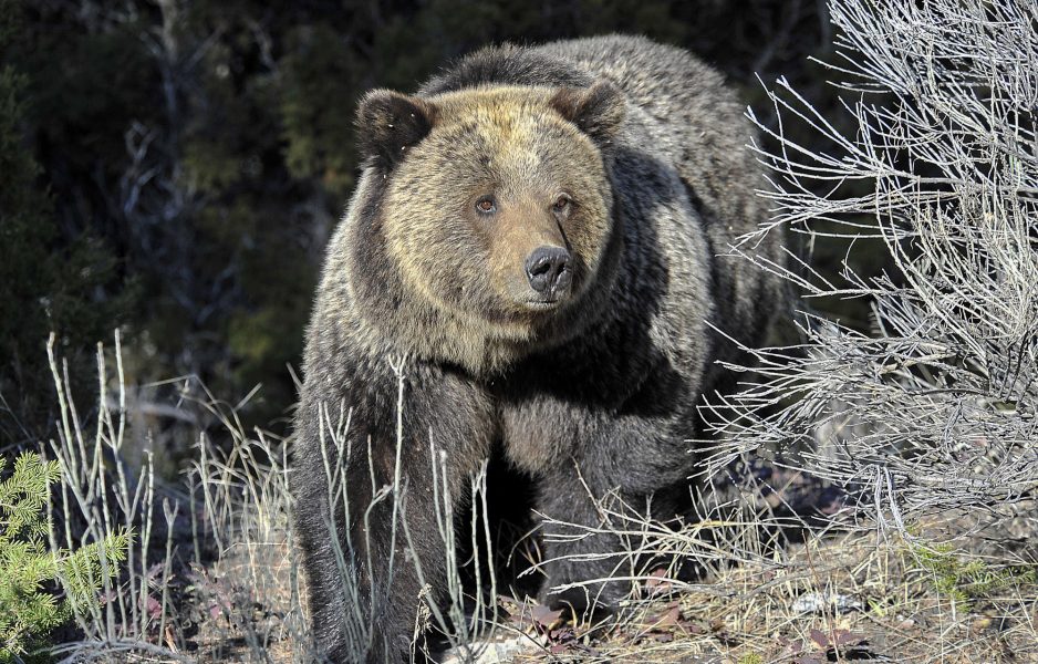 David Grubbs | En grizzlybjörn i Yellowstone.