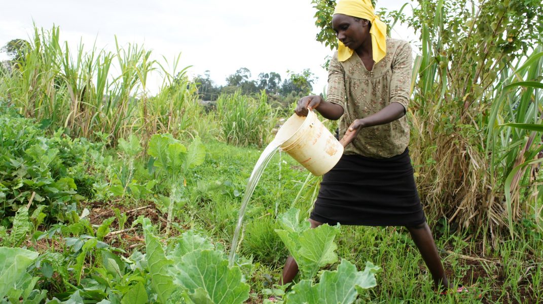Mary Wanja i Ngangarithi i Kenya vattnar sina grödor.