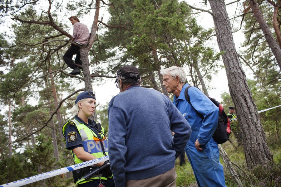 I augusti 2012 stoppade aktivister Nordkalks avverkning av Ojnareskogen.