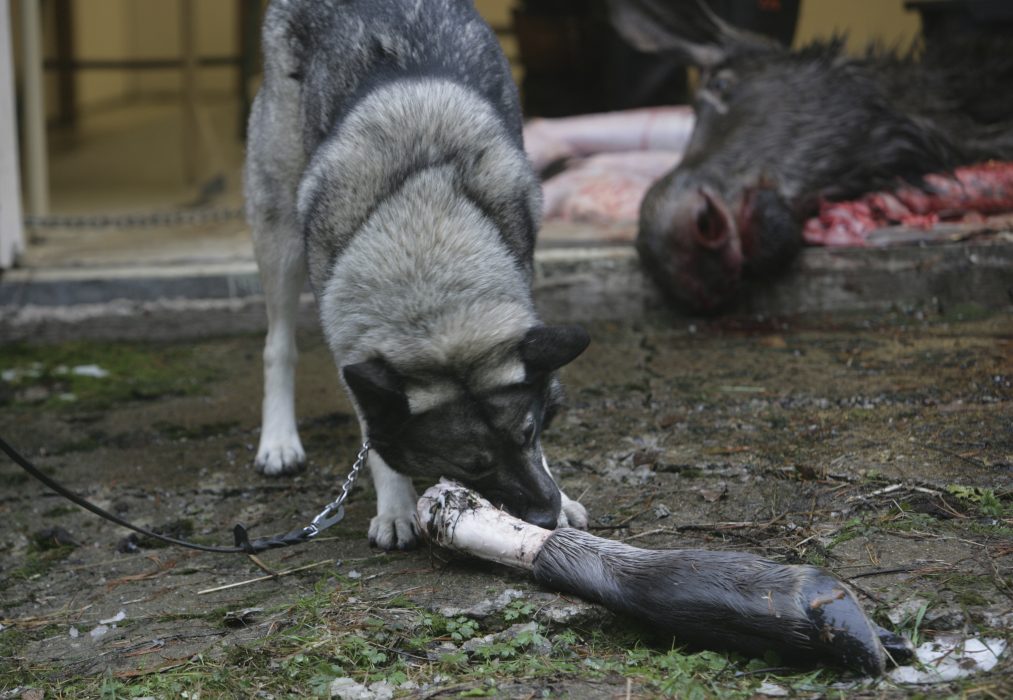 Jämthunden är en av de svenska raser inom vilken inaveln ökar snabbt.