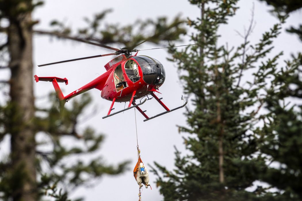 En bedövad get med ögonbindel blir bortlyft med helikopter.