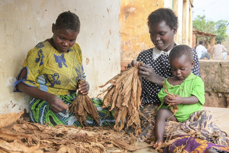 Mabvuto Banda/IPS | Kvinnor i distriktet Kasungu i Malawi sorterar tobaksplantor som ska säljas på marknaden.