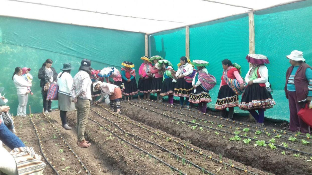 Foto: Janet Nina/IPS | På detta höglänta område i Cuzco i södra Peru har kvinnliga småbönder fått stöd av organisationer att bygga växthus, som gör det möjligt att odla grönsaker som annars inte skulle klara sig i det karga klimatet.